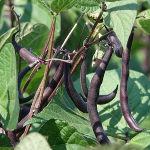 Haricot Nain Mangetout Purple Queen