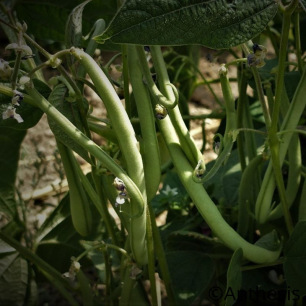 Haricot Nain Mangetout Roi des Belges