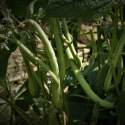 Dwarf Snap Bean Roi des Belges
