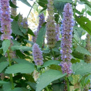Hysope Anisé