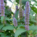 Hysope Anisé