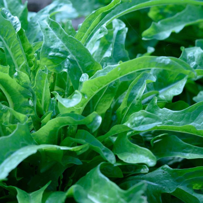 Cerbiatta Cutting Lettuce Cerbiatta Cutting Lettuce