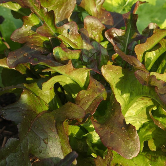 Cocarde Cutting Lettuce Cocarde Cutting Lettuce