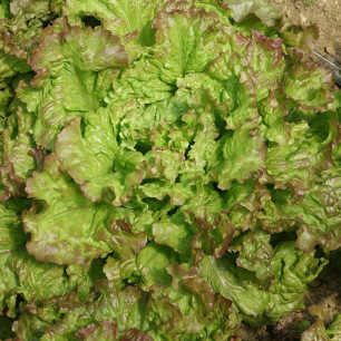 Laitue à couper Frisée d'Amérique