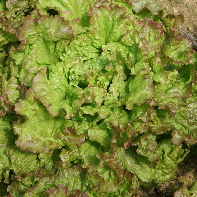 Laitue à couper Frisée d'Amérique