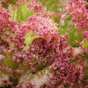 Laitue à couper Lollo Rossa