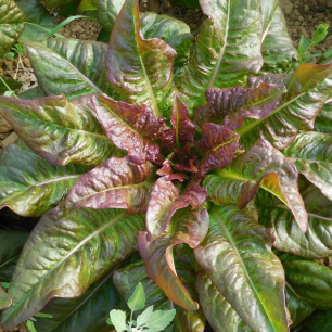 Red Devil’s Ears Cutting Lettuce