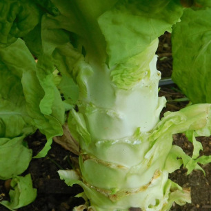 Laitue Asperge Chinesische Keule
