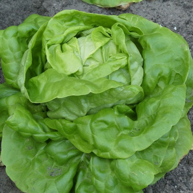 Large Blonde Lazy Lettuce Large Blonde Lazy Lettuce