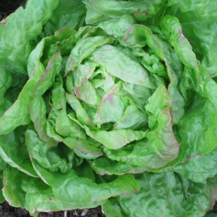 Laitue Iceberg Saladin