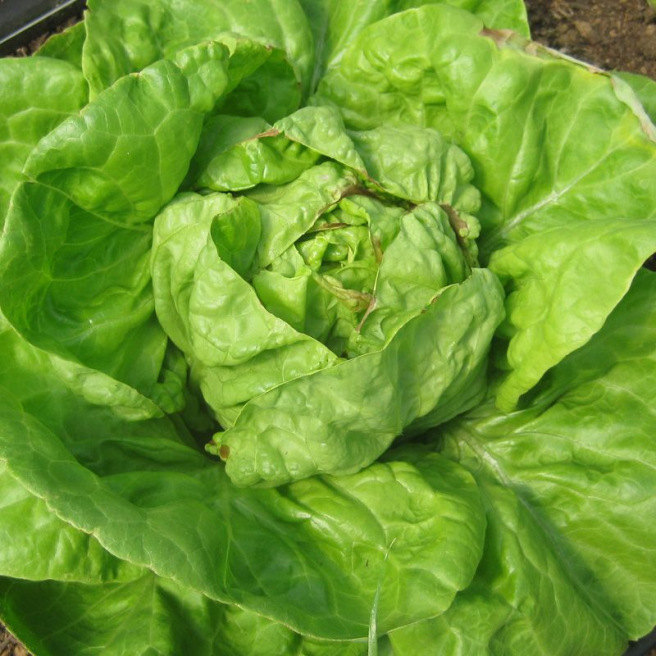 Winter Marvel Lettuce Winter Marvel Lettuce