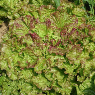 Laitue Rouge Grenobloise