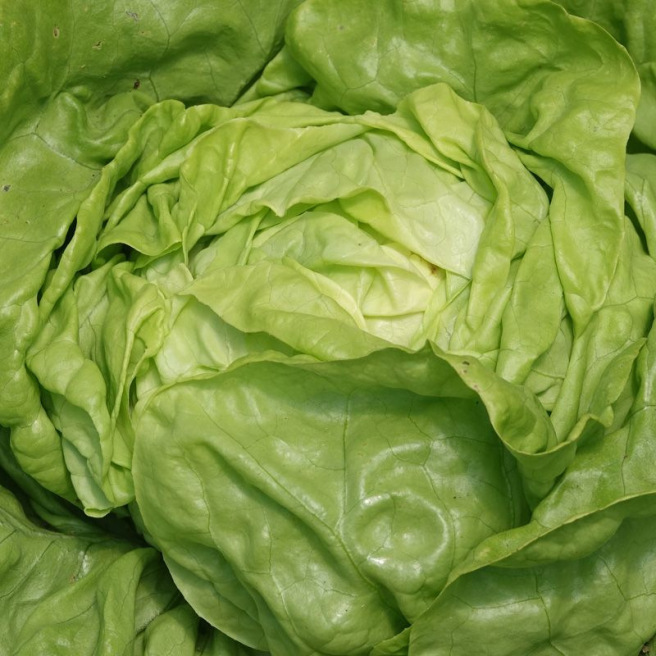 Skipper Lettuce Skipper Lettuce
