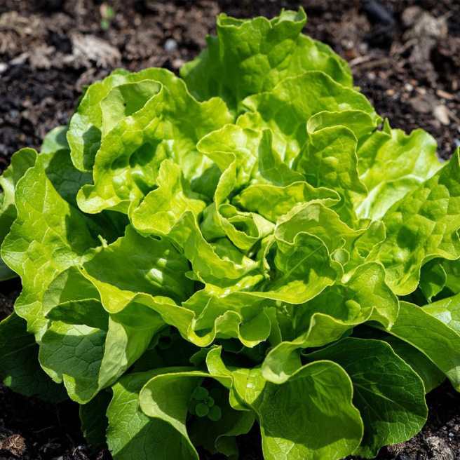 Lettuce Suzan Lettuce Suzan