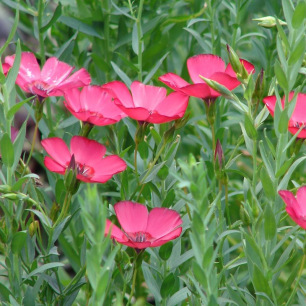 Rood vlas Grootbloemig