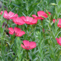 Lin À Grandes Fleurs