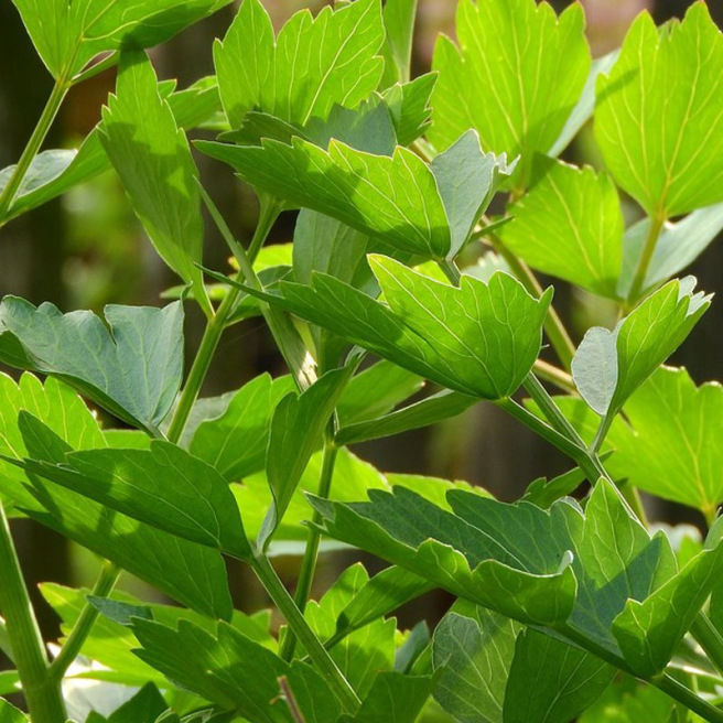 Lovage Lovage