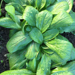 Veldsla Hollands Breedblad