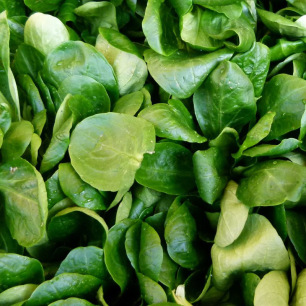 Mâche Verte à Cœur Plein 2
