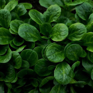 Veldsla Verte de Cambrai