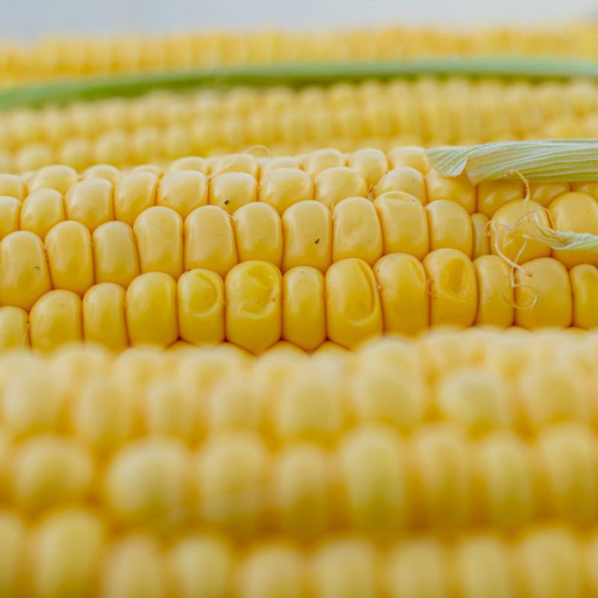 Sweet Corn Golden Bantam Sweet Corn Golden Bantam