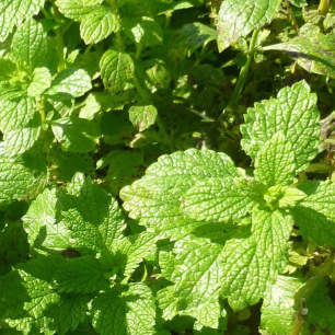 Mélisse Citronnée