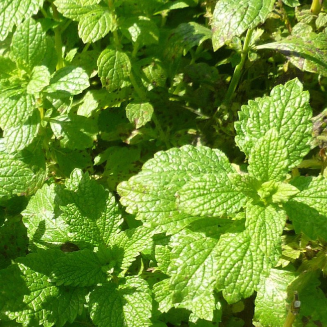 Lemon Balm