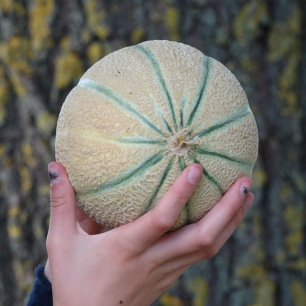 Melon Charentais