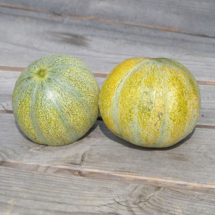 Melon Petit Gris de Rennes