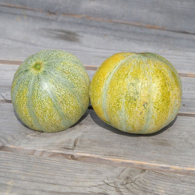 Melon Petit Gris de Rennes