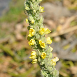 Mullein - White Mullein