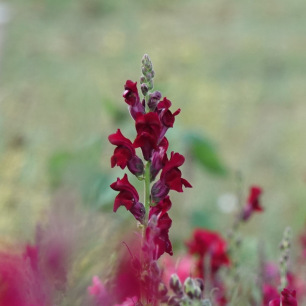 Black Prince Snapdragon