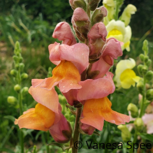 Multicolored Snapdragon