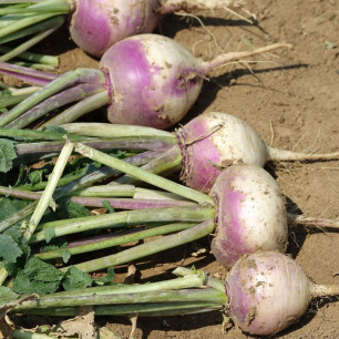 Turnip Di Milano a Colletto Rosa