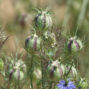 Nigelle de Damas