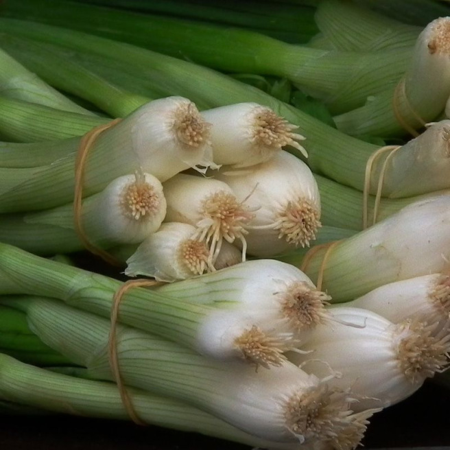 Oignon Ciboule Long White Ishikura Oignon Ciboule Long White Ishikura