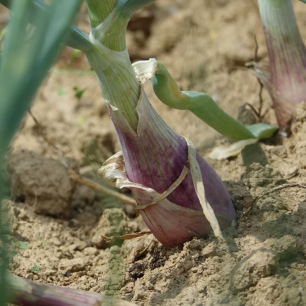 Oignon Échalion Cuisse de Poulet du Poitou