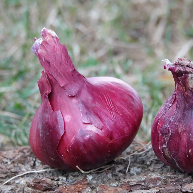 Red Onion de Huy Red Onion de Huy