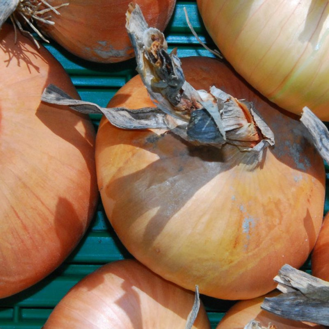 Stuttgart Giant Onion Stuttgart Giant Onion