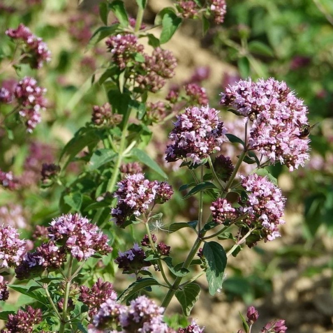 Oregano Oregano