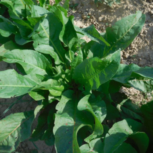 Oseille Epinard Rumex patienta