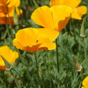 Pavot de Californie