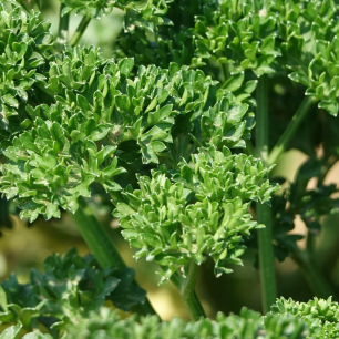 Grüne Perle Curly Parsley