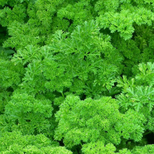 Peterselie Mooskrause