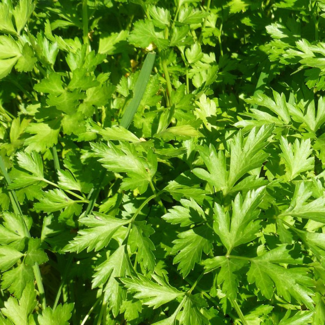 Gigante d’Italia Parsley