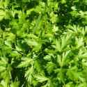 Gigante d’Italia Parsley