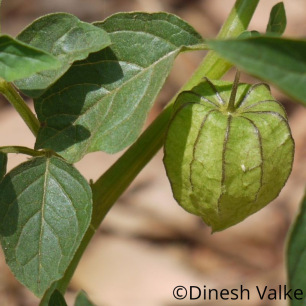 Lampionplant Schönbrunner Gold