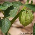 Physalis peruviana Schönbrunner Gold