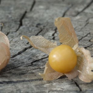 Physalis pruinosa Cerise de Terre