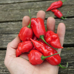 Piment Habanero Maya